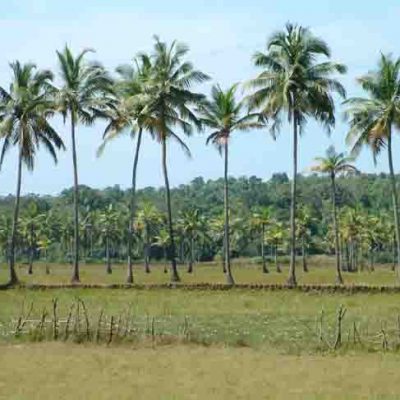 Mayaland-Assagao